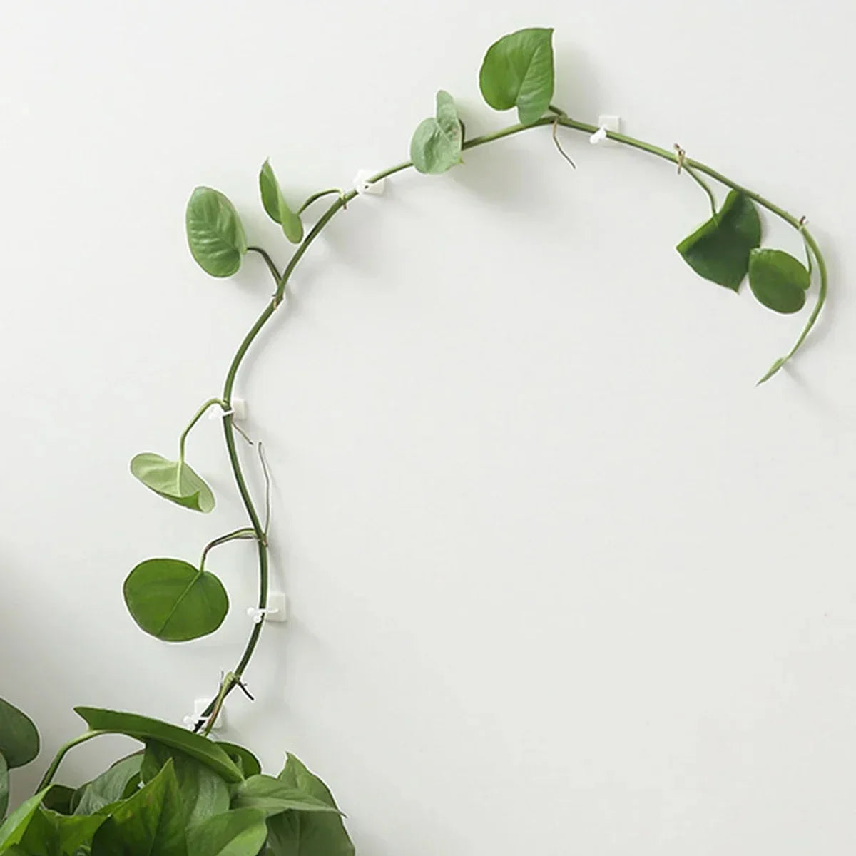Self-Adhesive Plant Climbing Clips
